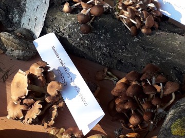 Dzień Grzyba 14.10.2018r. - wystwa, prelekcja i spacer po lesie, fot. H. Andrzejewski